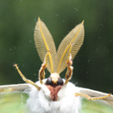 Mothbot Discord Bot Logo