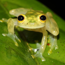 Little froggy buddy Discord Bot Logo