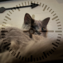Hourly Cats Discord Bot Logo