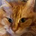 Give Cat Discord Bot Logo