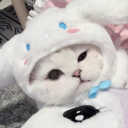 Daily Cat Discord Bot Logo