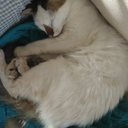 Cutecat Discord Bot Logo