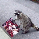 RaccoonBot Discord Bot Logo