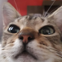 Fuyu Discord Bot Logo