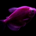 Fishy.py Discord Bot Logo