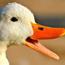 Quack Discord Bot Logo