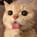 CuteCat Discord Bot Logo