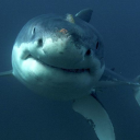 Shark Bot Discord Bot Logo