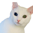 Random Cat Pics Discord Bot Logo