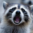raccoonboi Discord Bot Logo