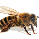 Drawbee Discord Bot Logo