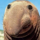 Miq beta Discord Bot Logo