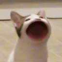 Pop Cat Discord Bot Logo