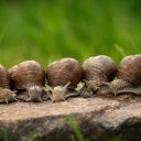 3 snail gen Discord Bot Logo