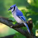 Blue Jay Discord Bot Logo