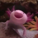 axolotl bot Discord Bot Logo
