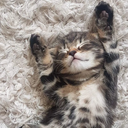 Kitten bot Discord Bot Logo