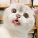 CatBot Discord Bot Logo