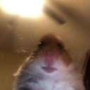 Hamster Bot Discord Bot Logo