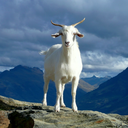 The Goat Discord Bot Logo