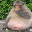 MonkeyBot Discord Bot Logo
