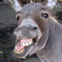 Donkey Bot Discord Bot Logo
