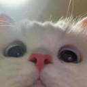 Nya Bot Discord Bot Logo
