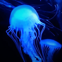 Jellyfish Discord Bot Logo