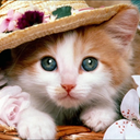 Cat Bot Discord Bot Logo