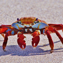 Crabby Discord Bot Logo