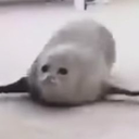 A Bouncing Seal Discord Bot Logo