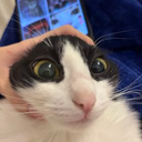Kitty Discord Bot Logo