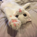 Meowy Discord Bot Logo