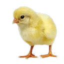 chick-Bot Discord Bot Logo