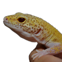 Gecko Discord Bot Logo