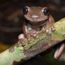 FrogBot Discord Bot Logo