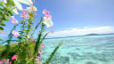 sapphic seasons 𓂂 ˚﹒🌺 Discord Server Banner