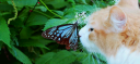 Maow 😺 Discord Server Banner