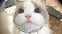 kitty 🌴 Discord Server Banner