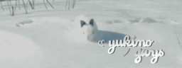 𑣲 ノyukino ੭ . snowstorm Discord Server Banner