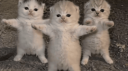 MM2 Turkiye Discord Server Banner