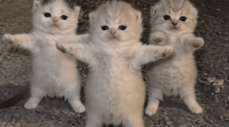 MM2 Turkiye Discord Server Banner