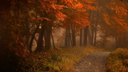 Nightbloom Discord Server Banner