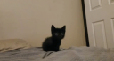 cats being cats Discord Server Banner