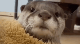 Otter Studios Discord Server Banner