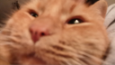 .gg/catss ୨୧ cat sanctuary Discord Server Banner