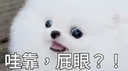 我現在是喵狗🐶 Discord Server Banner