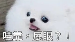 我現在是喵狗🐶 Discord Server Banner