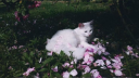 Sᴏᴜʟᴍᴀᴛᴇs Discord Server Banner