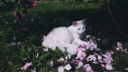 Sᴏᴜʟᴍᴀᴛᴇs Discord Server Banner